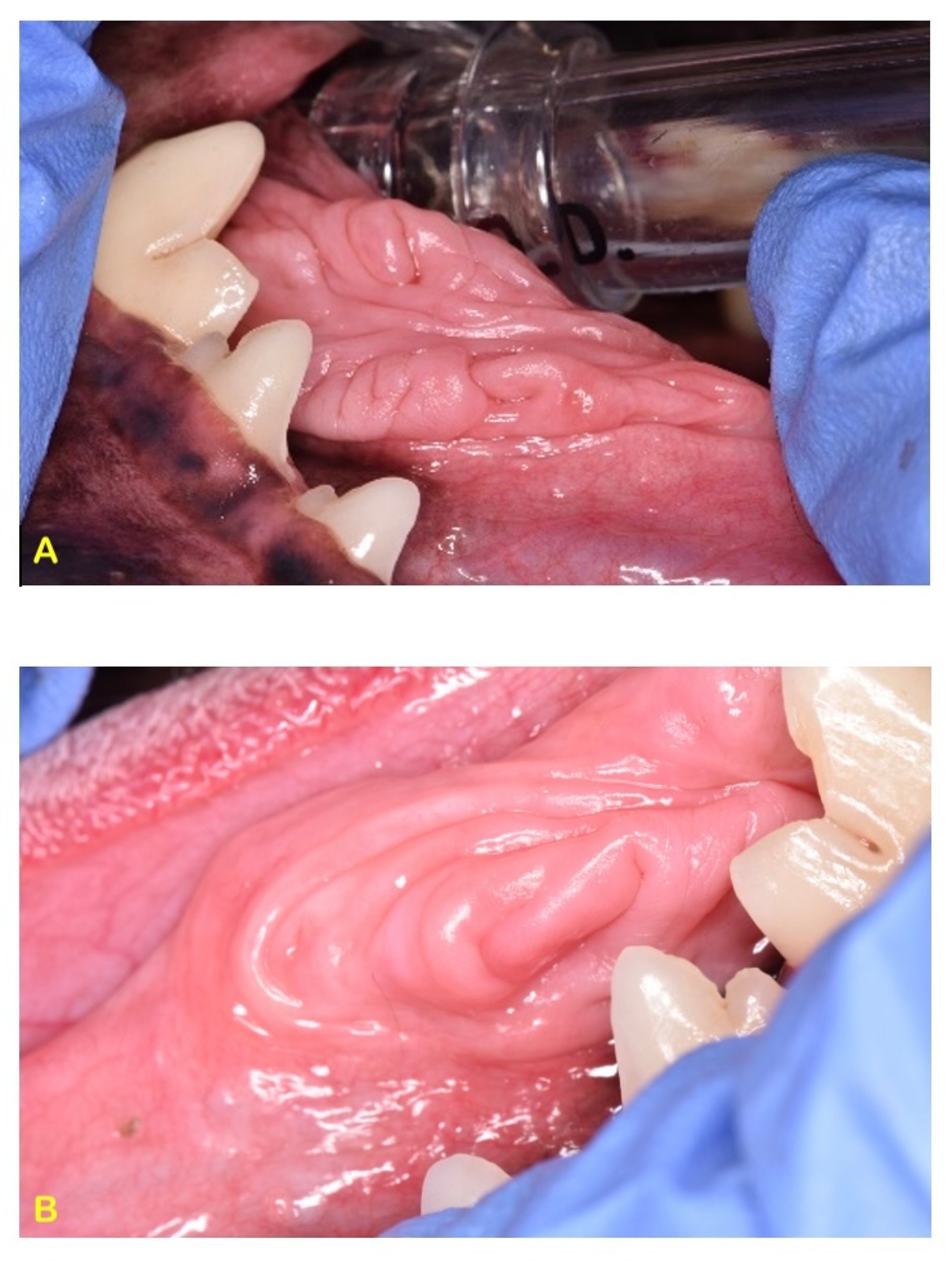 Tongue chewer granuloma lesions, dog