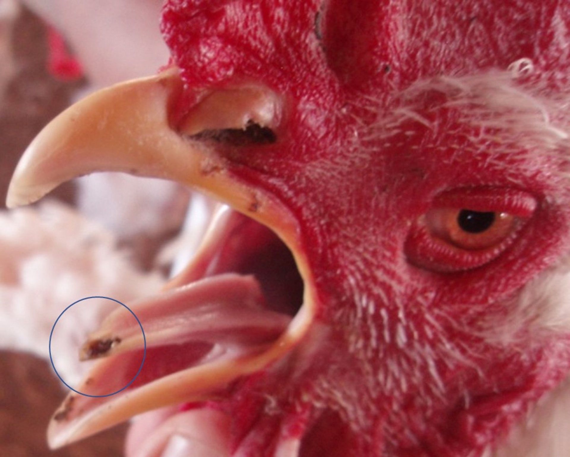 Lesión de la lengua, micotoxicosis, pollo