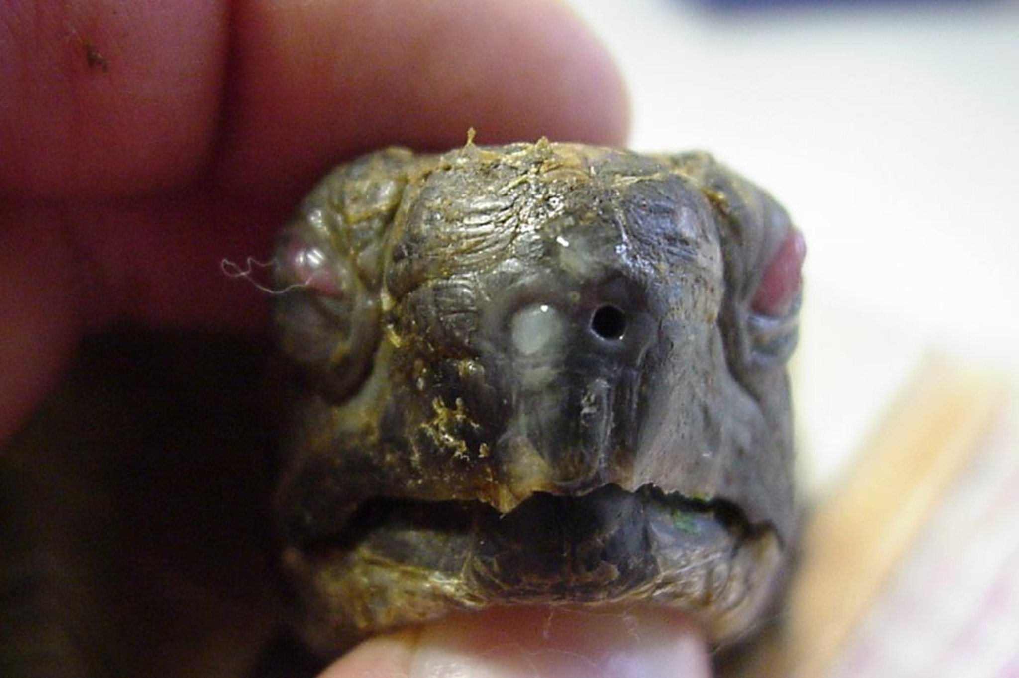 Enfermedad del tracto respiratorio superior; tortuga