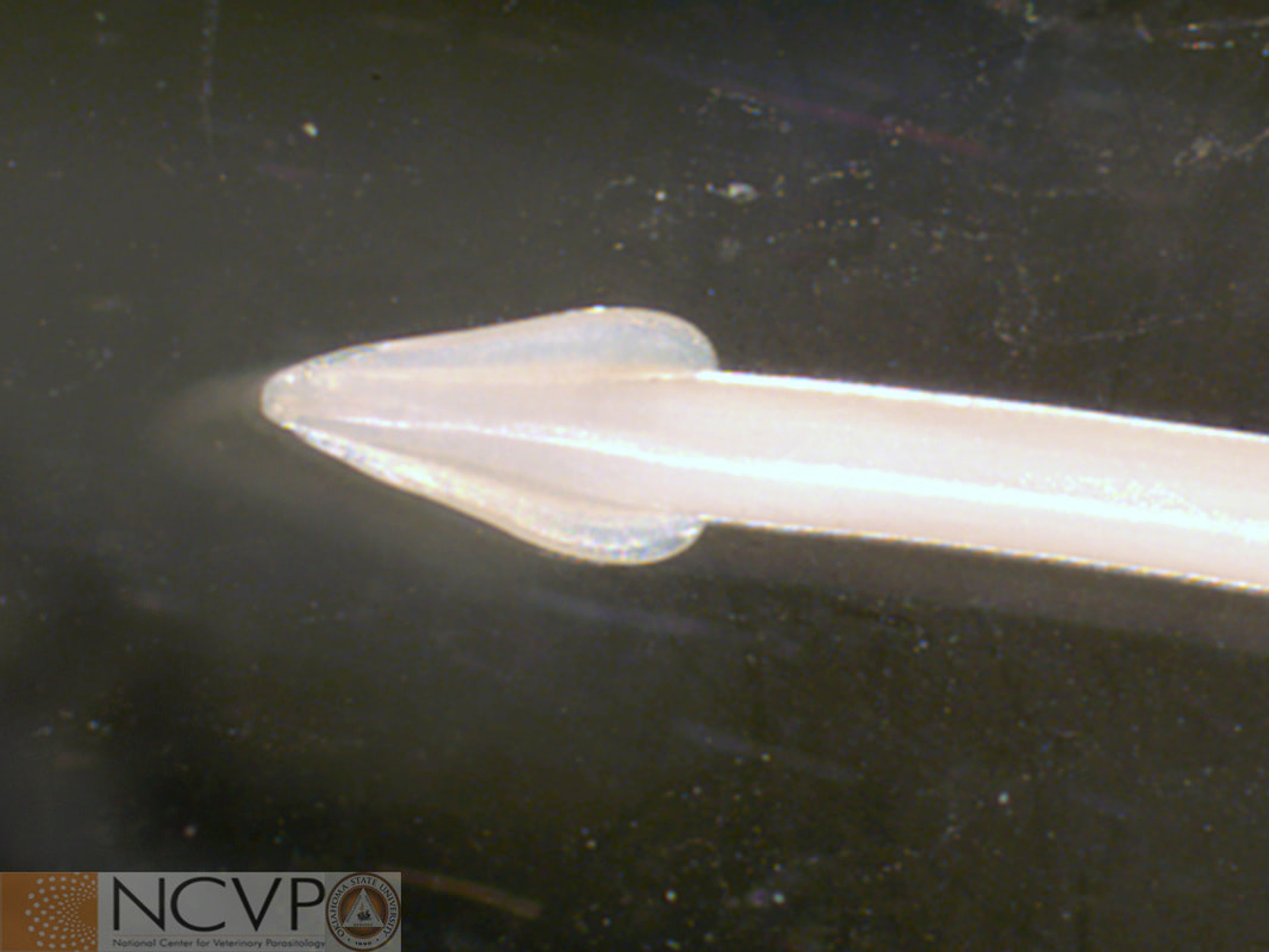 Adulto de<i > Toxocara cati</i>, gato