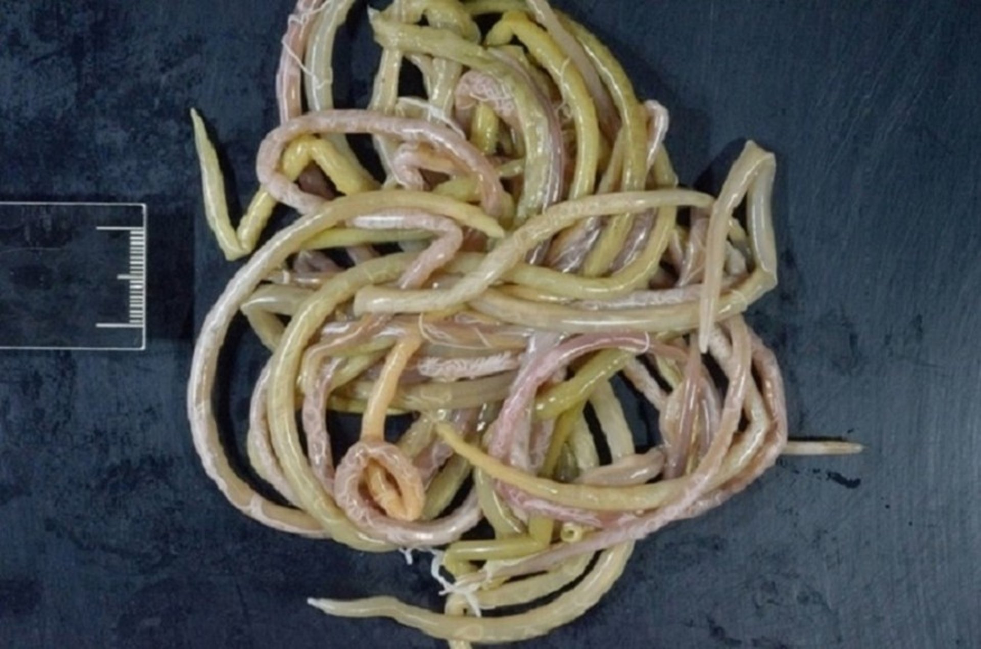 Vermes adultos de <i >Toxocara vitulorum</i>