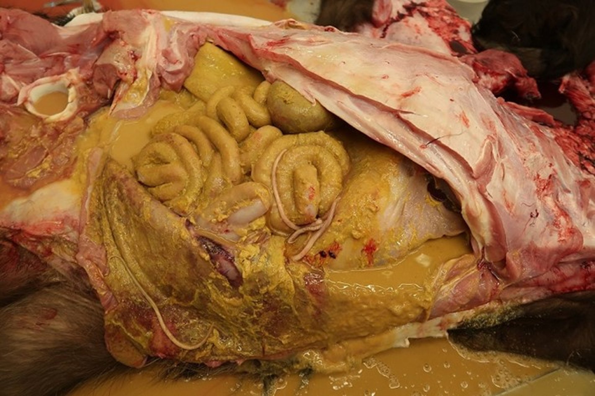 Foto de necropsia, infestación por <i >Toxocara vitulorum</i>, búfalo de agua