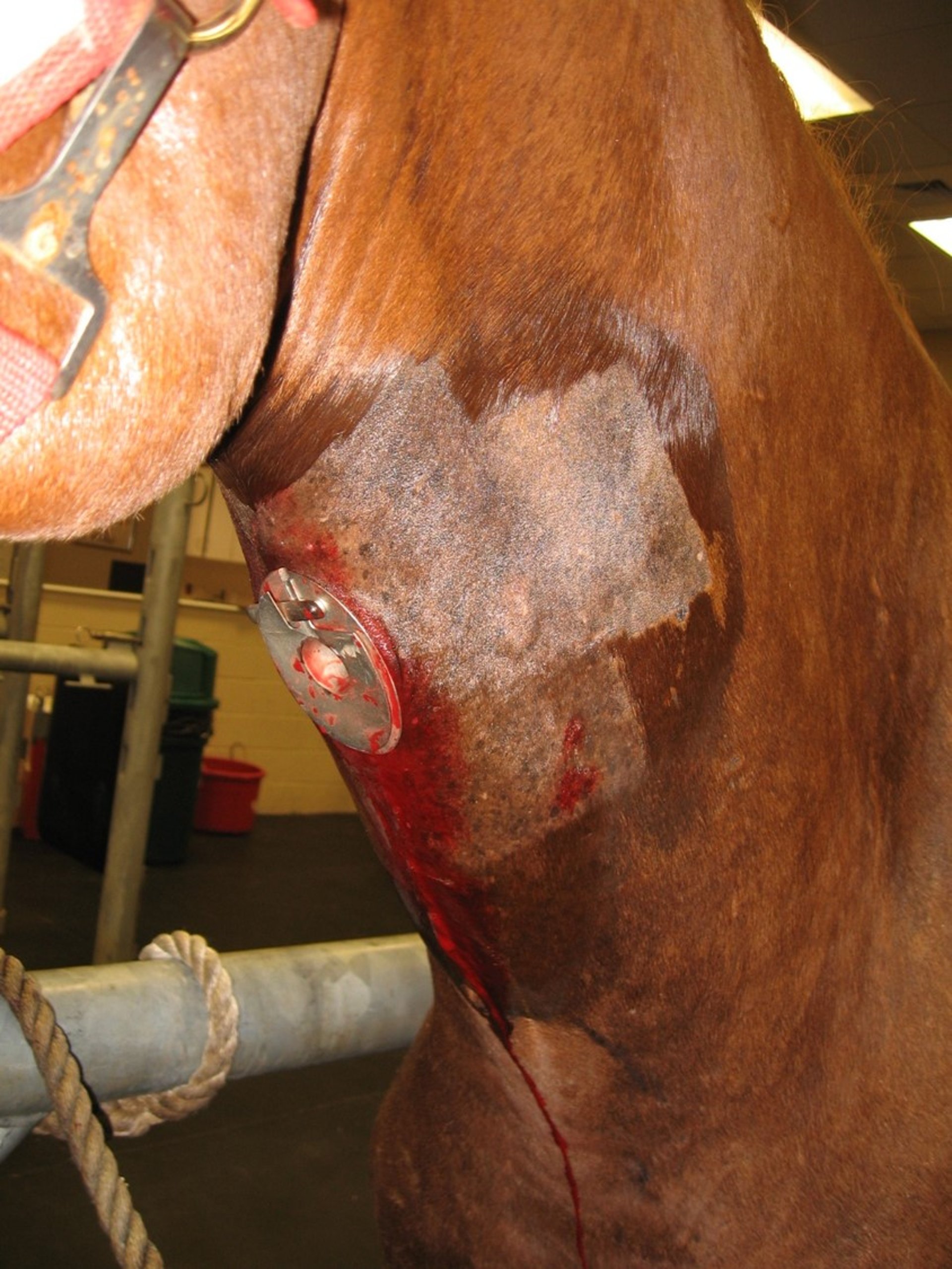 Tracheostomy tube in situ, horse