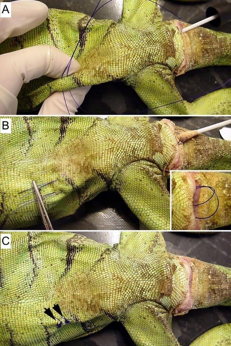Image showcasing Reproductive Diseases of Reptiles - Exotic and Laboratory Animals ...