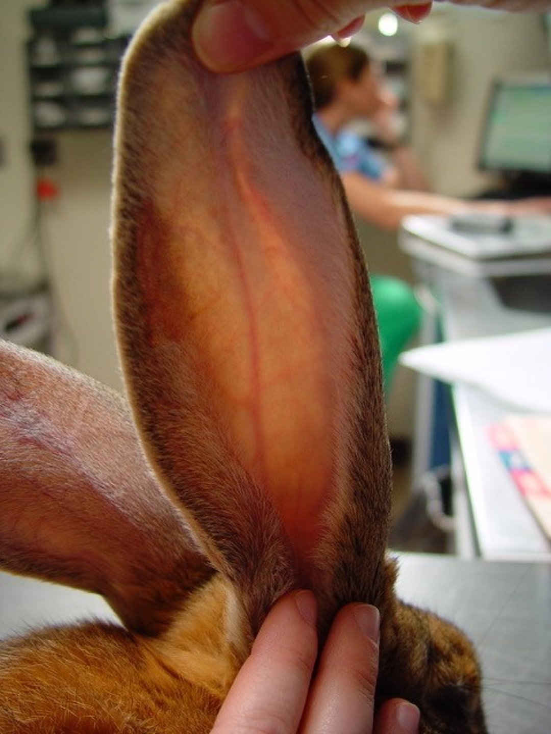 Transiluminación, oreja de conejo