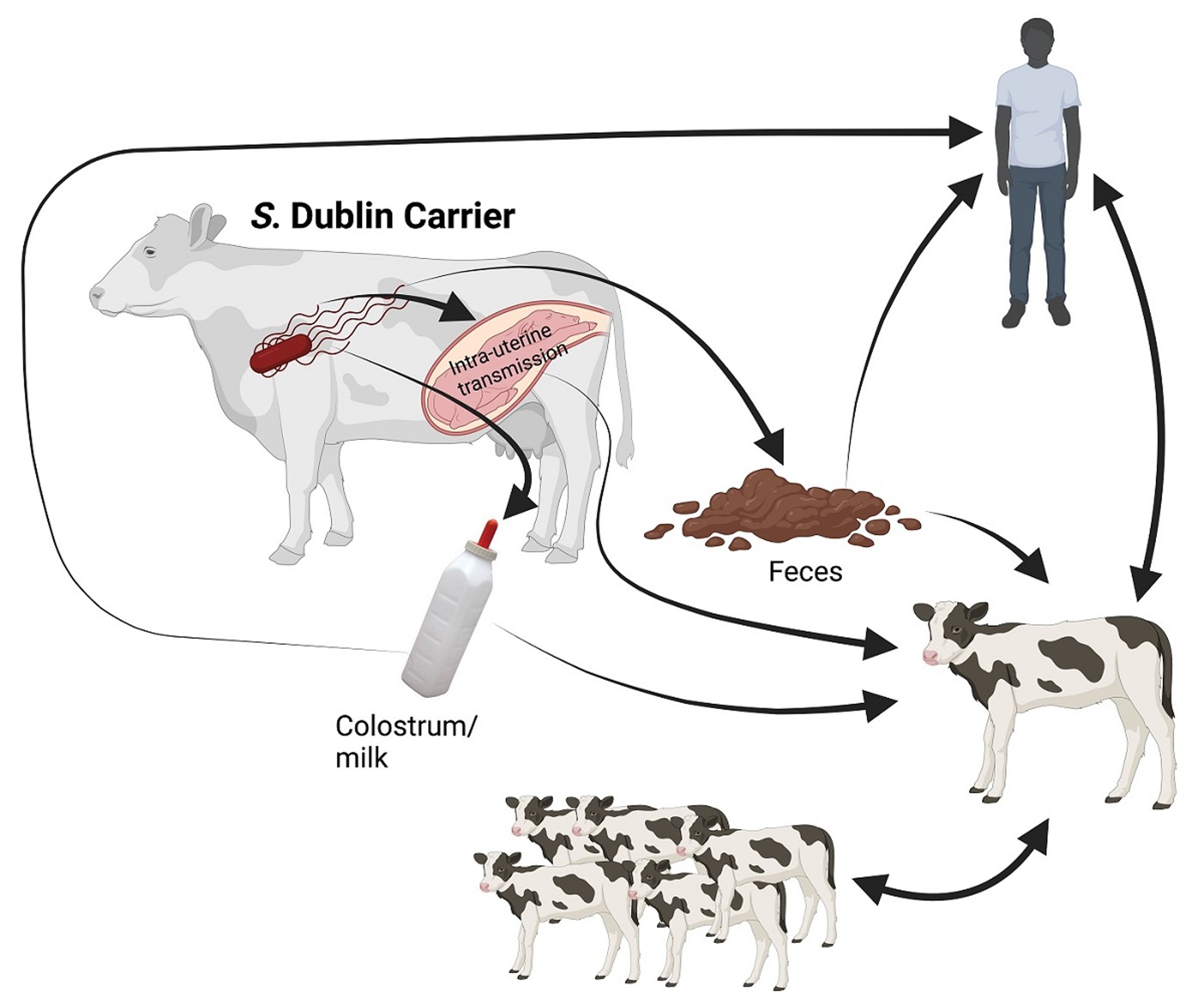 Transmission routes for <i >Salmonella</i> Dublin infection in cattle