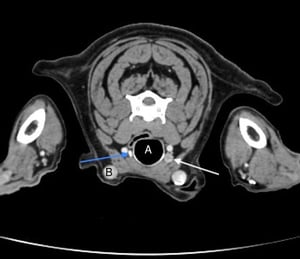 Nódulo paratiroideo, TC axial, perro