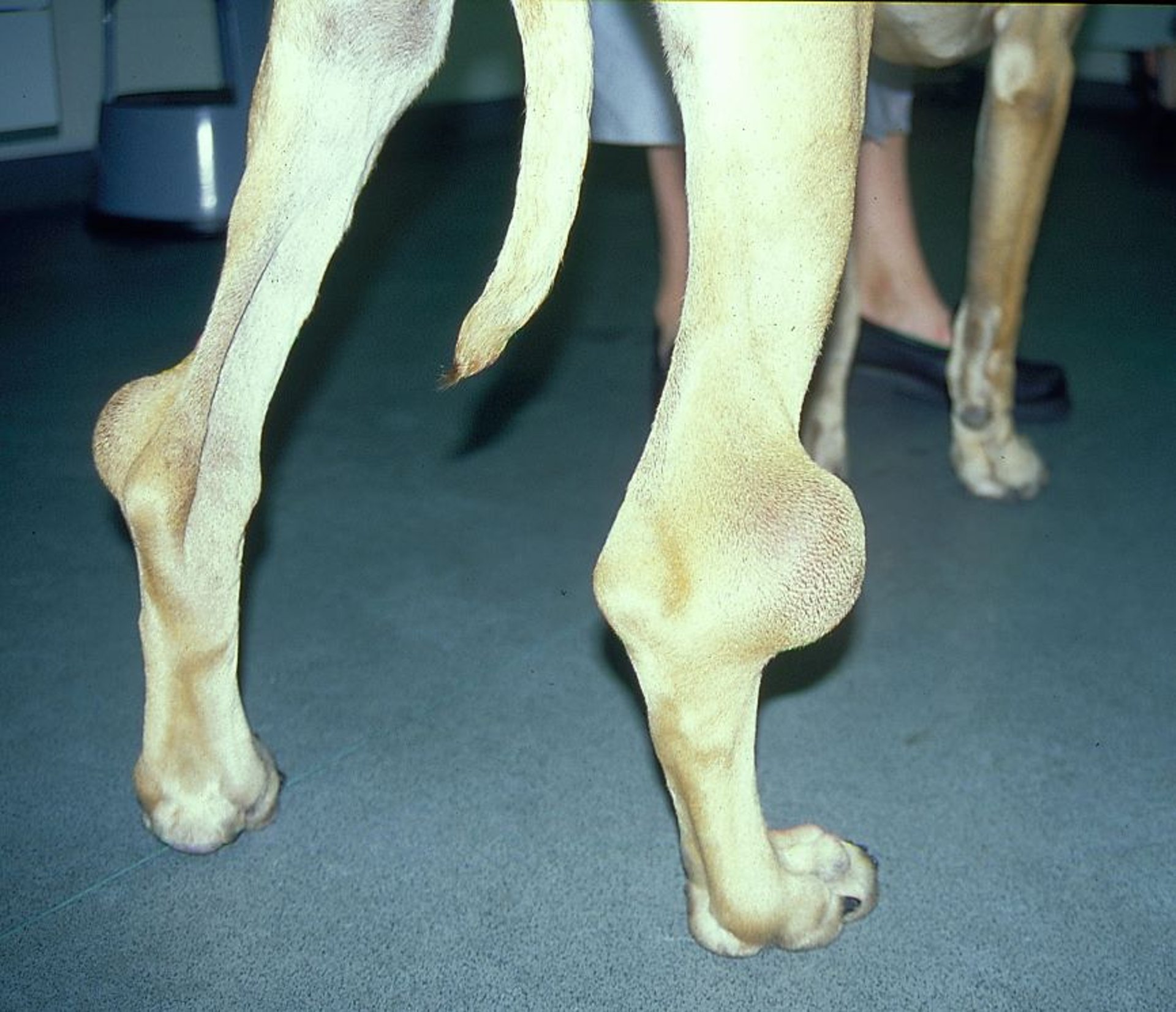 Trauma-related hygromas, dog