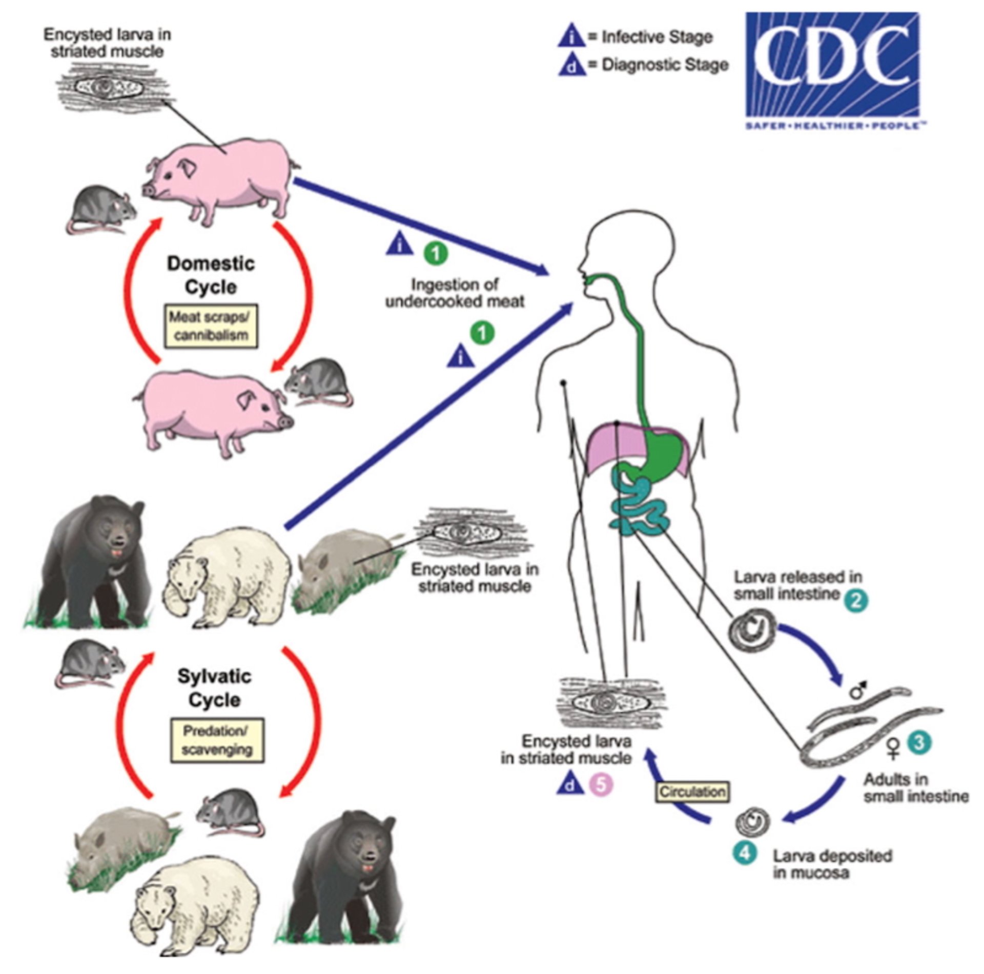 <i >Trichinella</i> life cycle