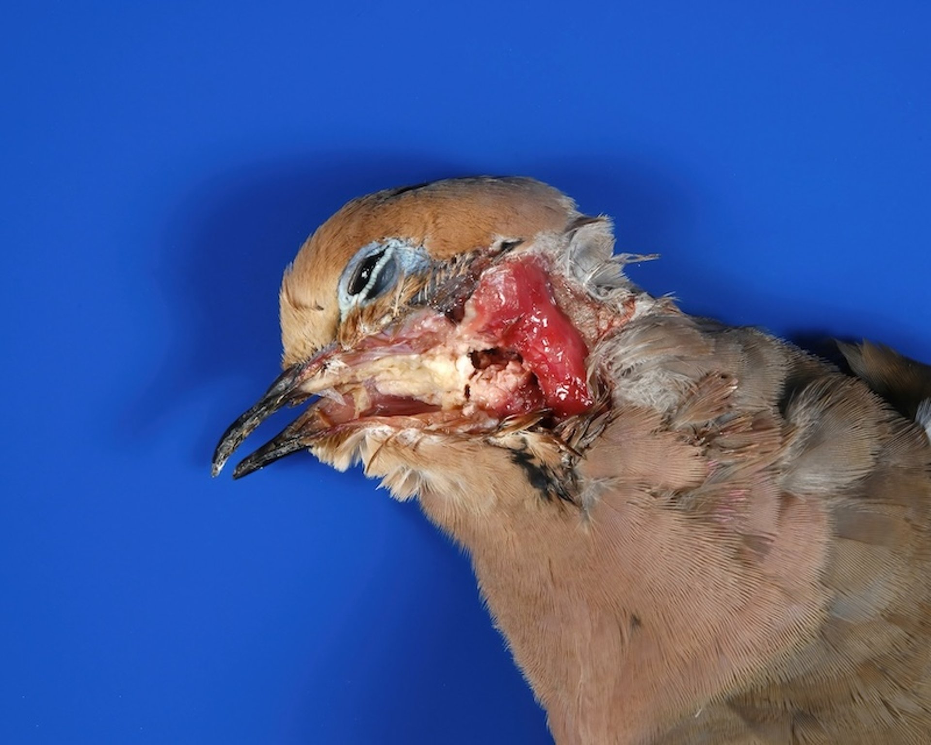 Tricomoníase, pombo