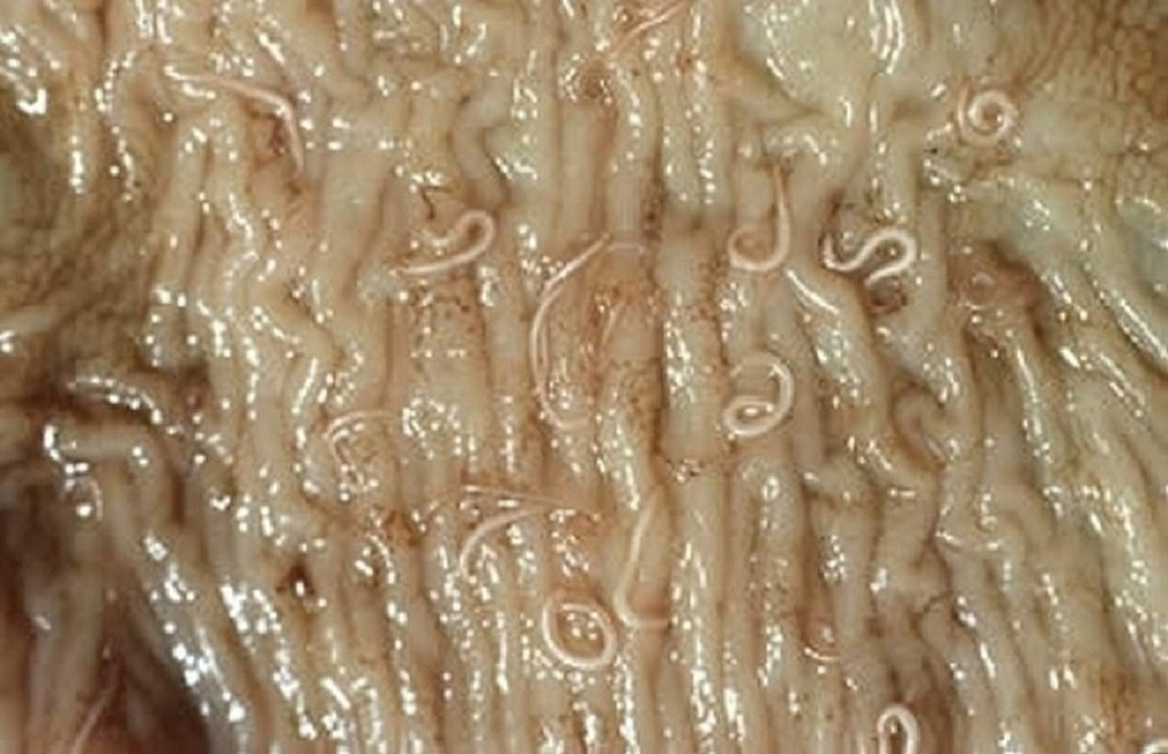 <i >Trichuris ovis</i>, pared intestinal, oveja