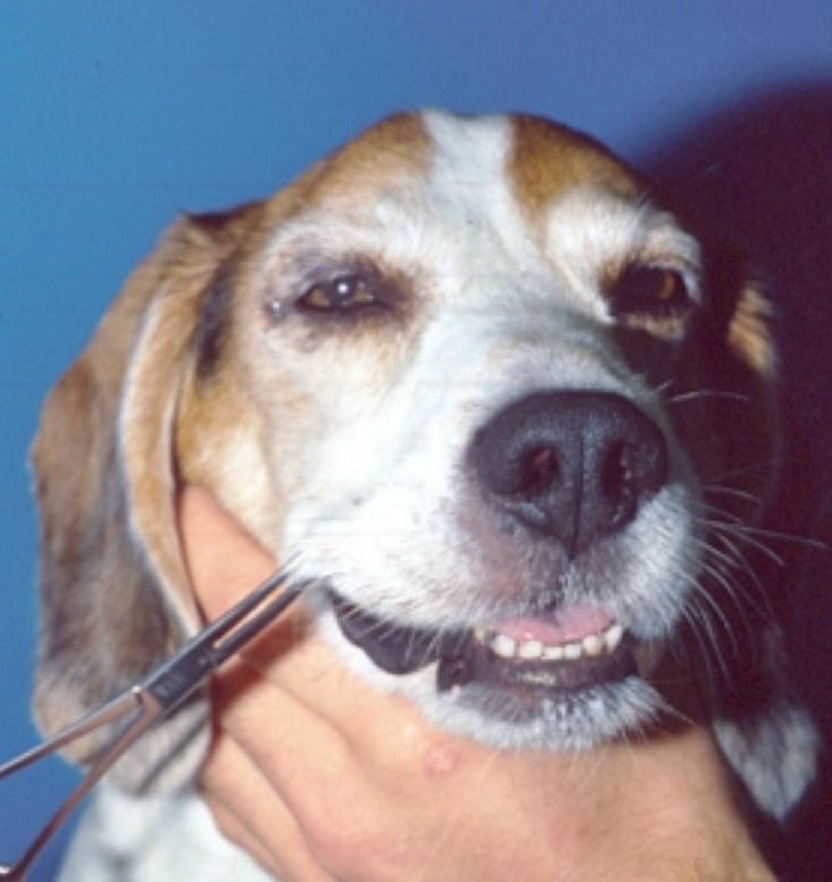 Tumor de la vaina nerviosa del trigémino, perro adulto