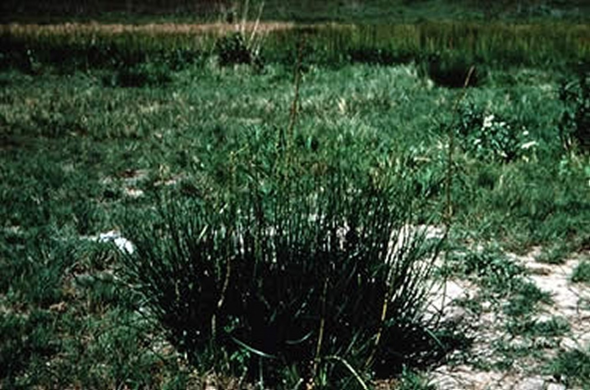 <i >Triglochin maritima</i> (Arrow Grass)