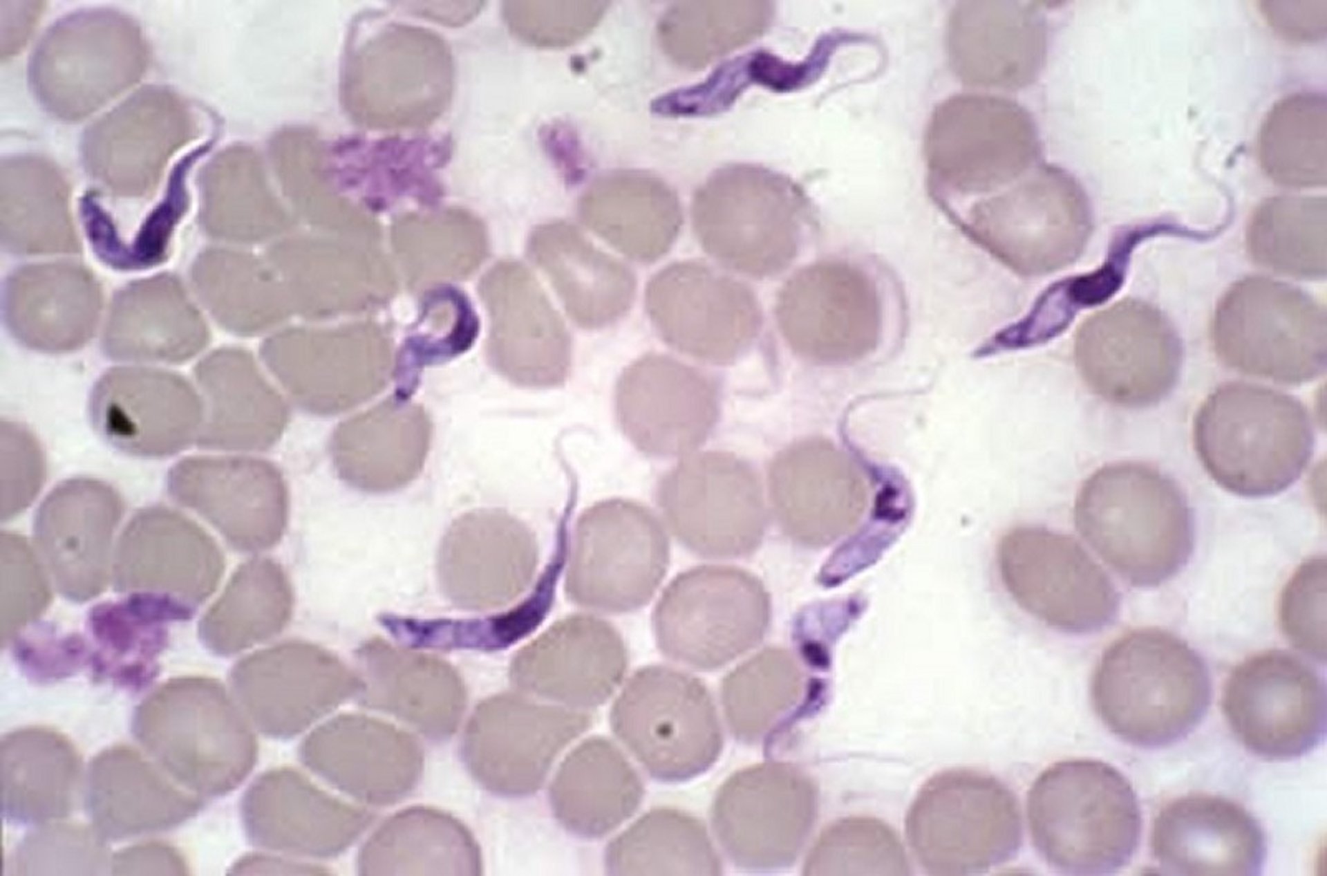 <i >Trypanosoma vivax</i>, frotis de sangre bovina