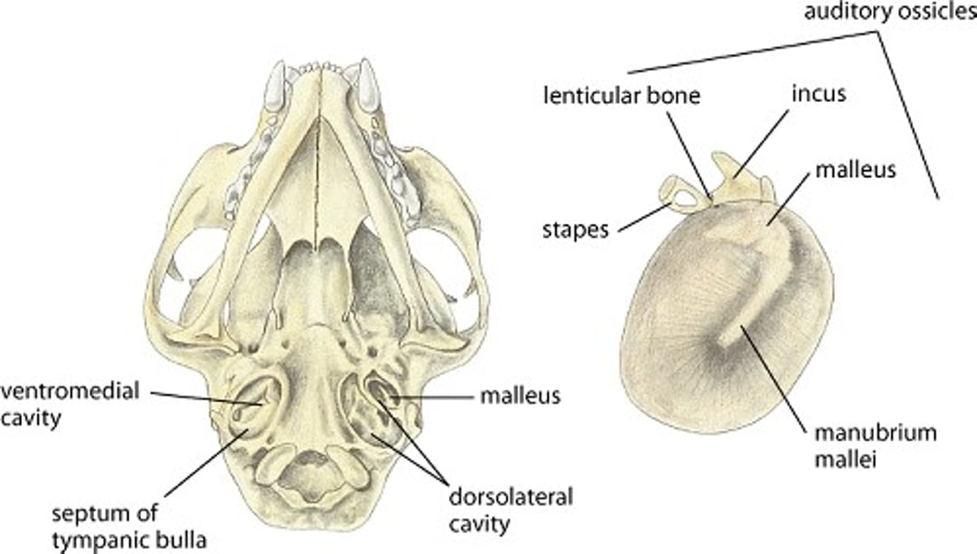 Tympanic bulla and membrane, cat