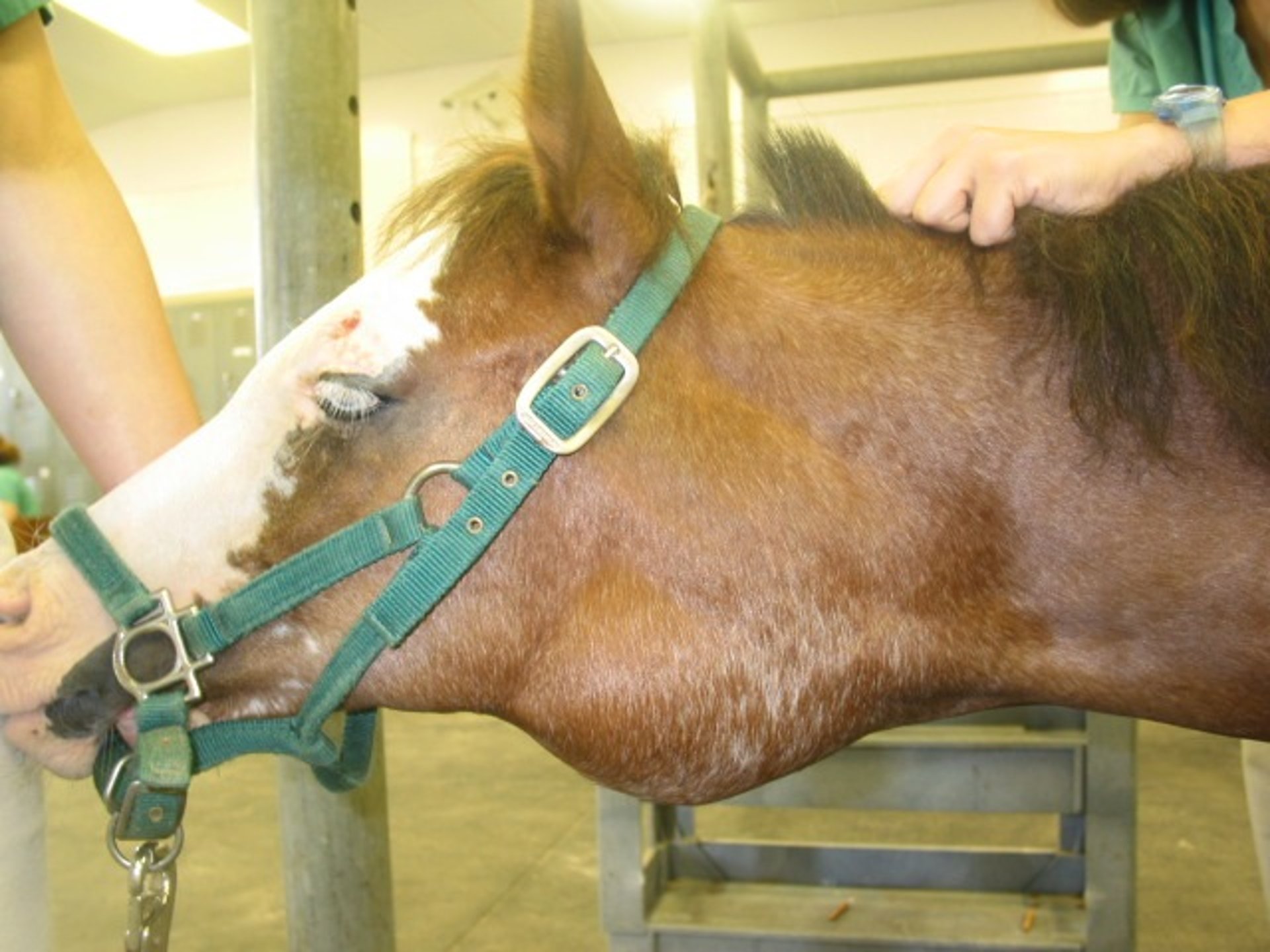 Timpanismo de la bolsa gutural, caballo