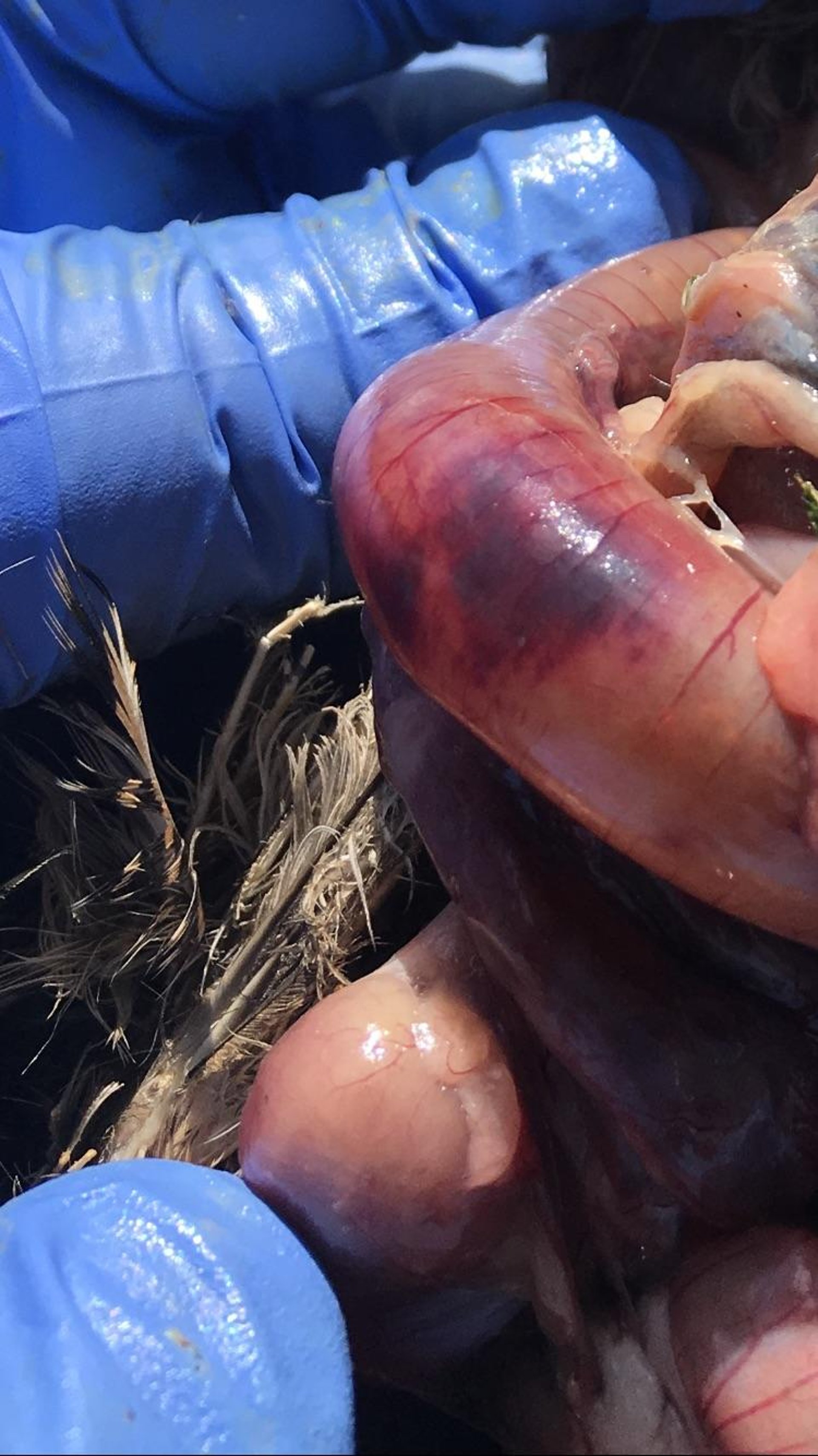 Ulcerative enteritis lesions, Coturnix Quail