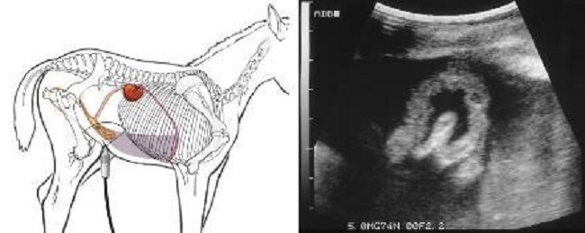 Uroperitoneum, foal (ultrasound)