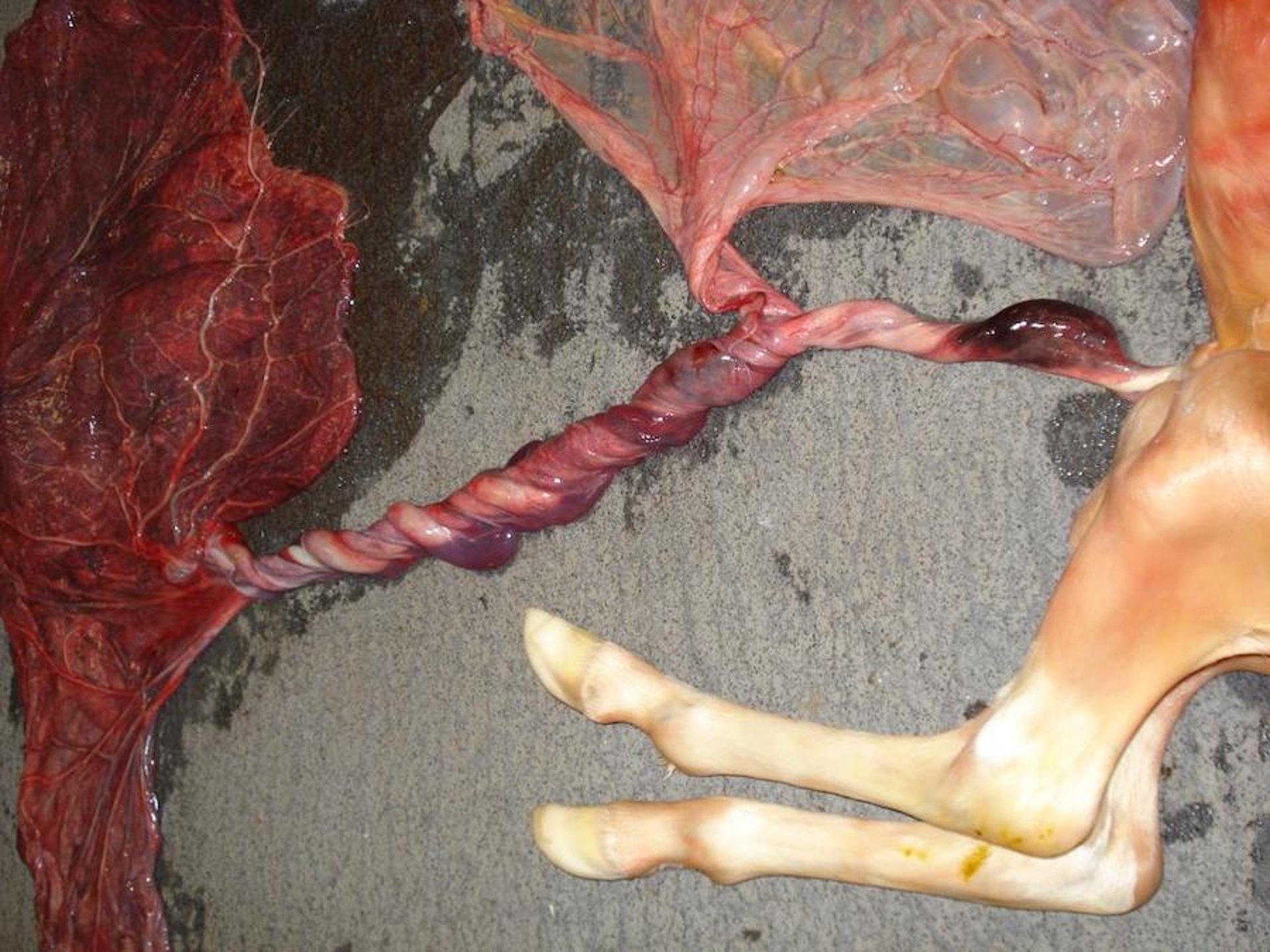 Umbilical cord torsion, equine