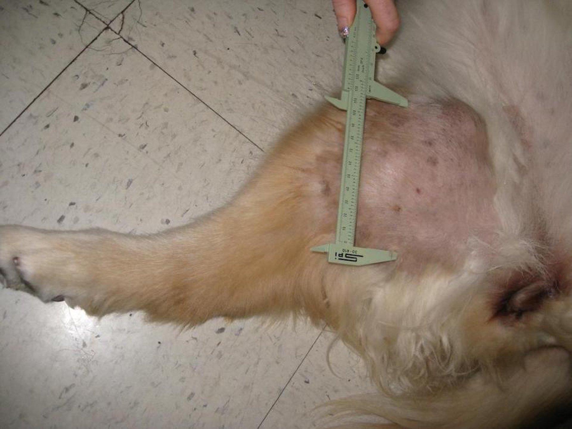 Undifferentiated sarcoma in medial right thigh, spayed female Golden Retriever