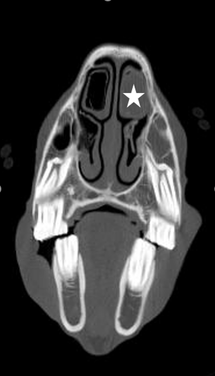 Empiema, caballo (radiografía)