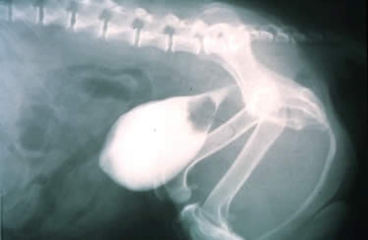 Transitional cell carcinoma, canine bladder, contrast radiograph
