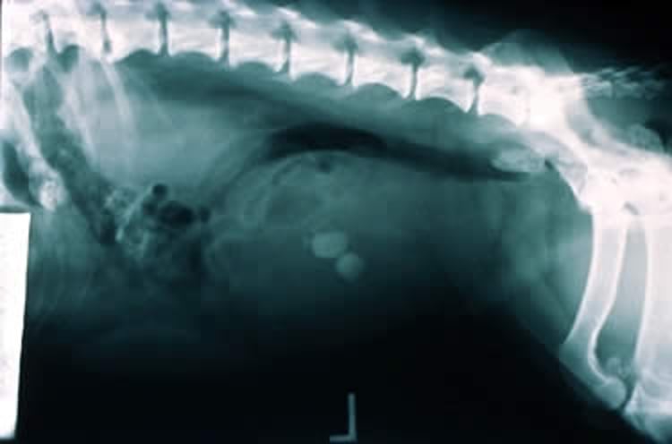 Struvite bladder stones, Dachshund, radiograph