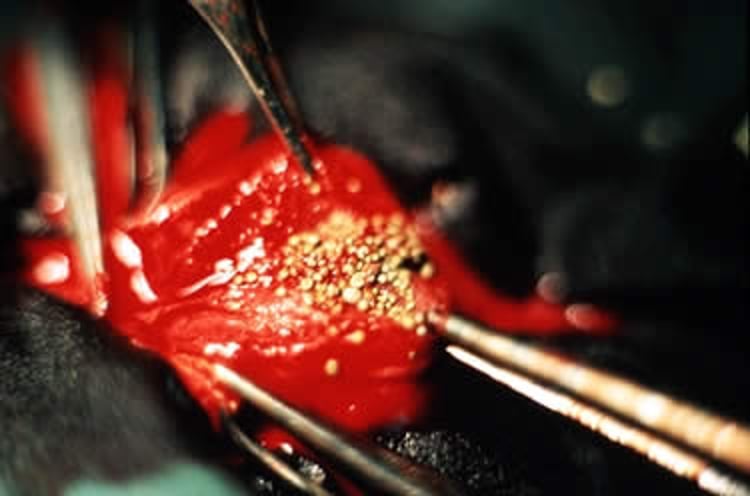 Urethral calculi, Dalmatian
