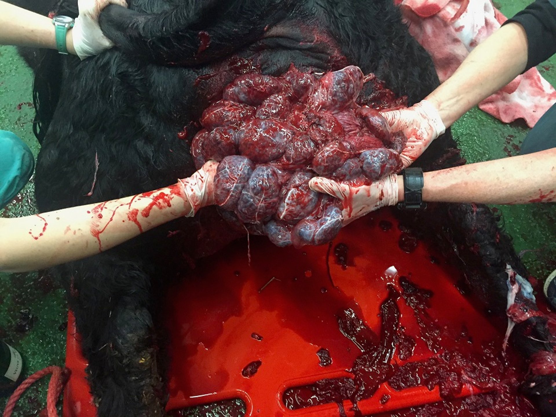 Uterine prolapse, cow