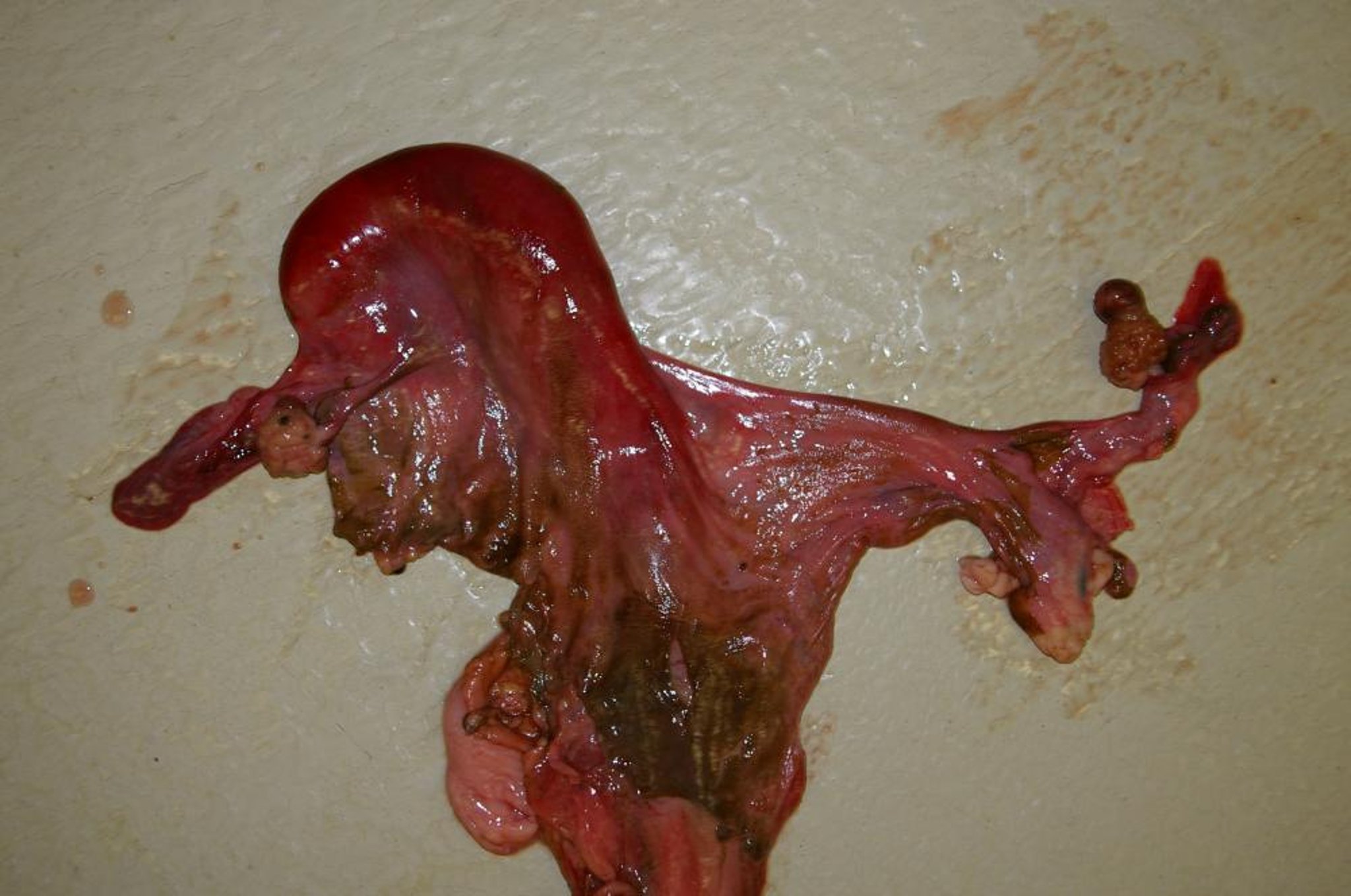 Uterus unicornis, alpaca