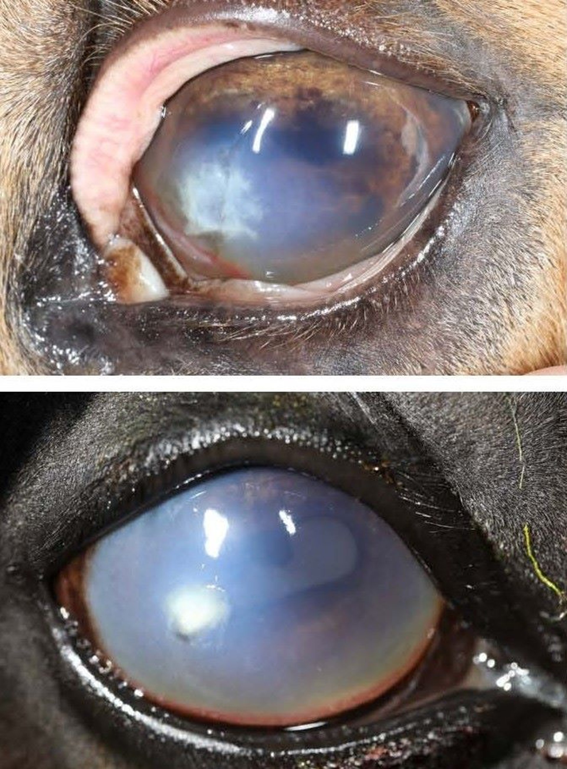 Ulcerative bacterial keratitis, horse