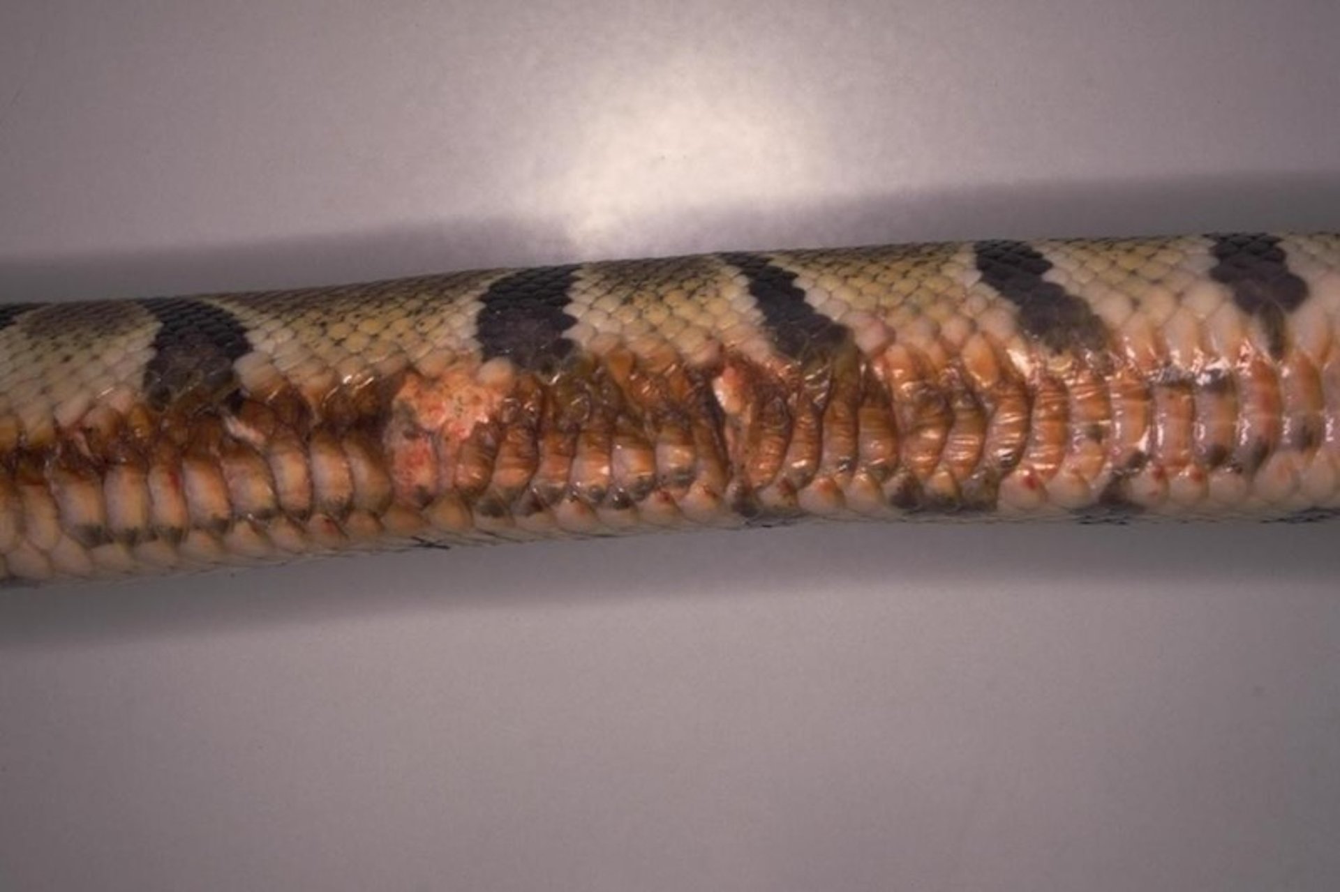 Ulcerative dermatitis (scale rot, necrotic dermatitis), ball python