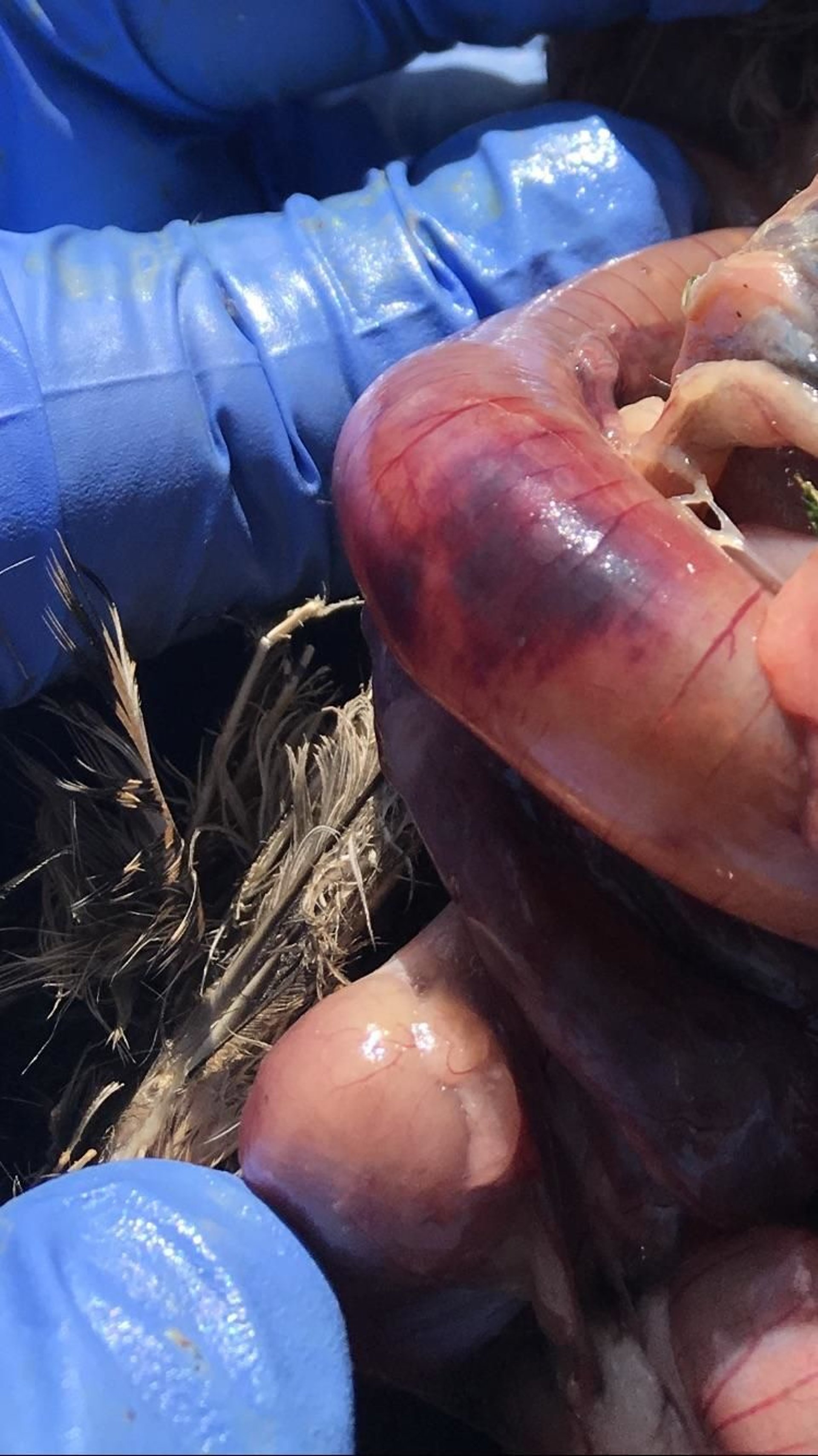 Ulcerative enteritis, hemorrhage, <i >Coturnix</i> quail