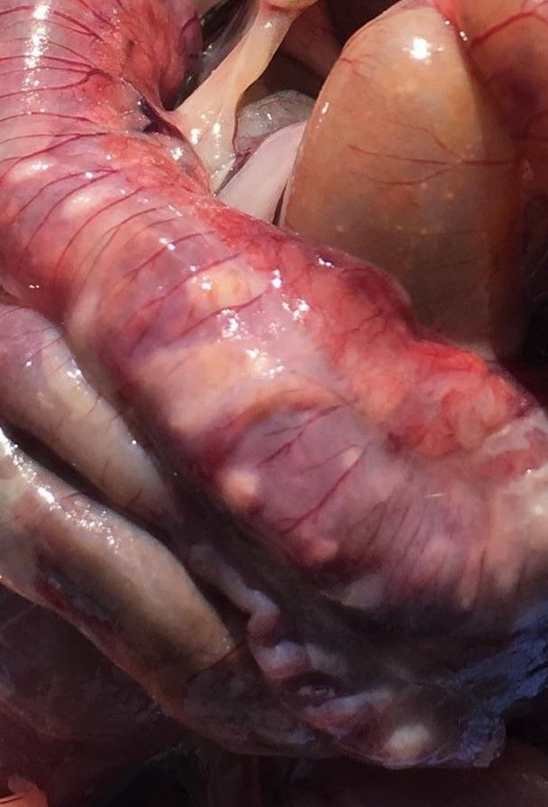 Lesiones de enteritis ulcerativa, codorniz
