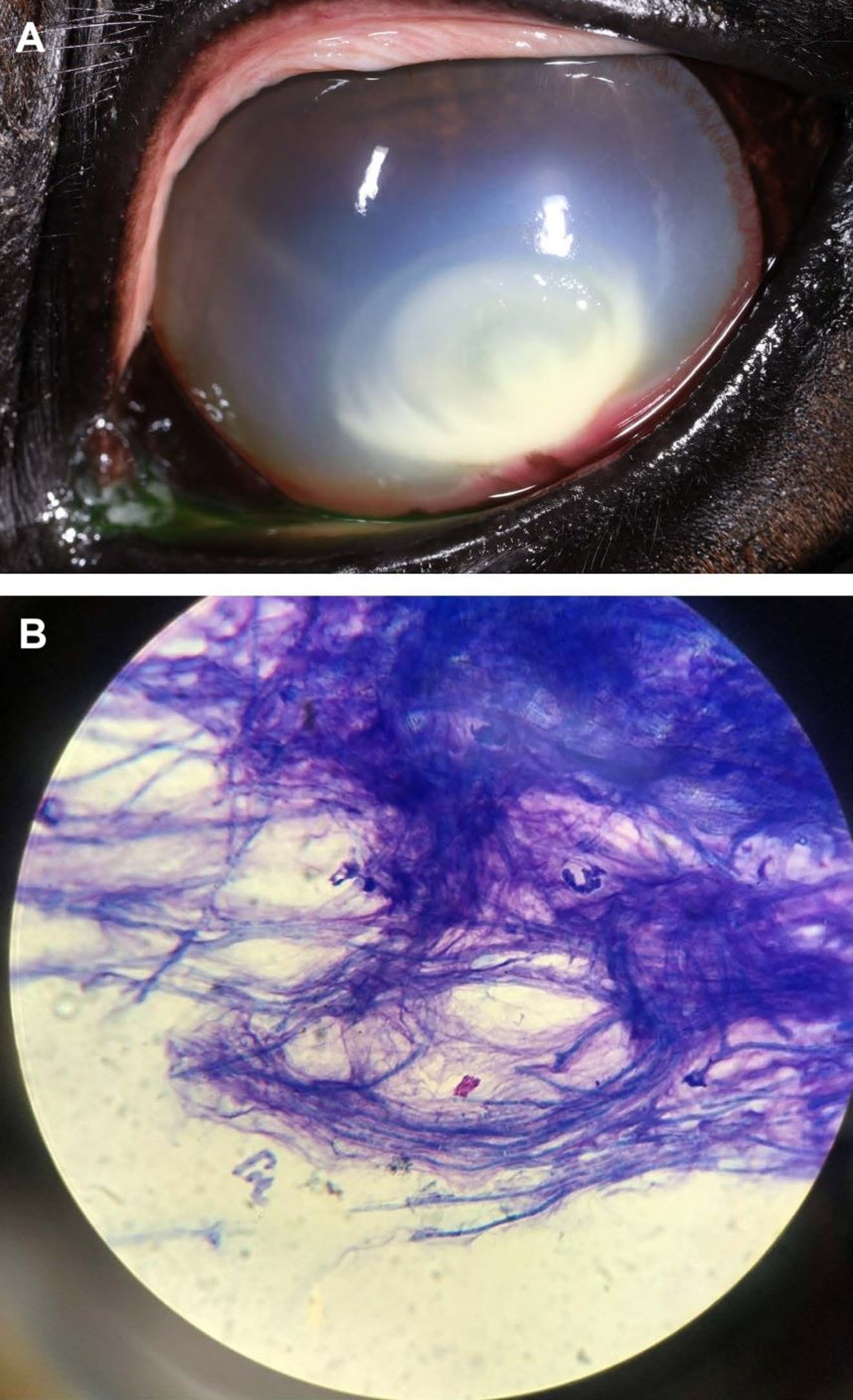 Ulcerative fungal keratitis, horse