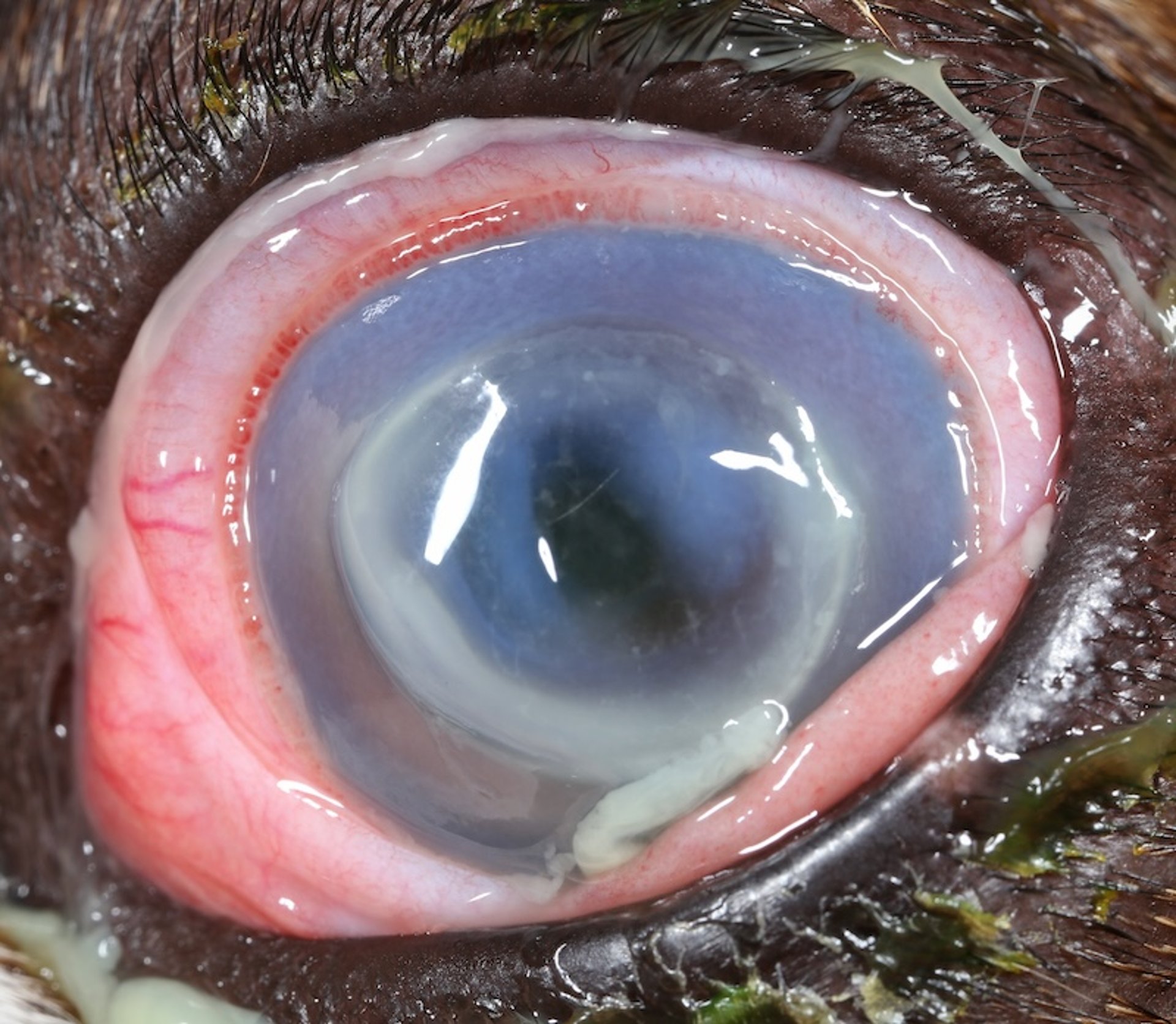 Ulcerative keratitis with stromal loss, dog