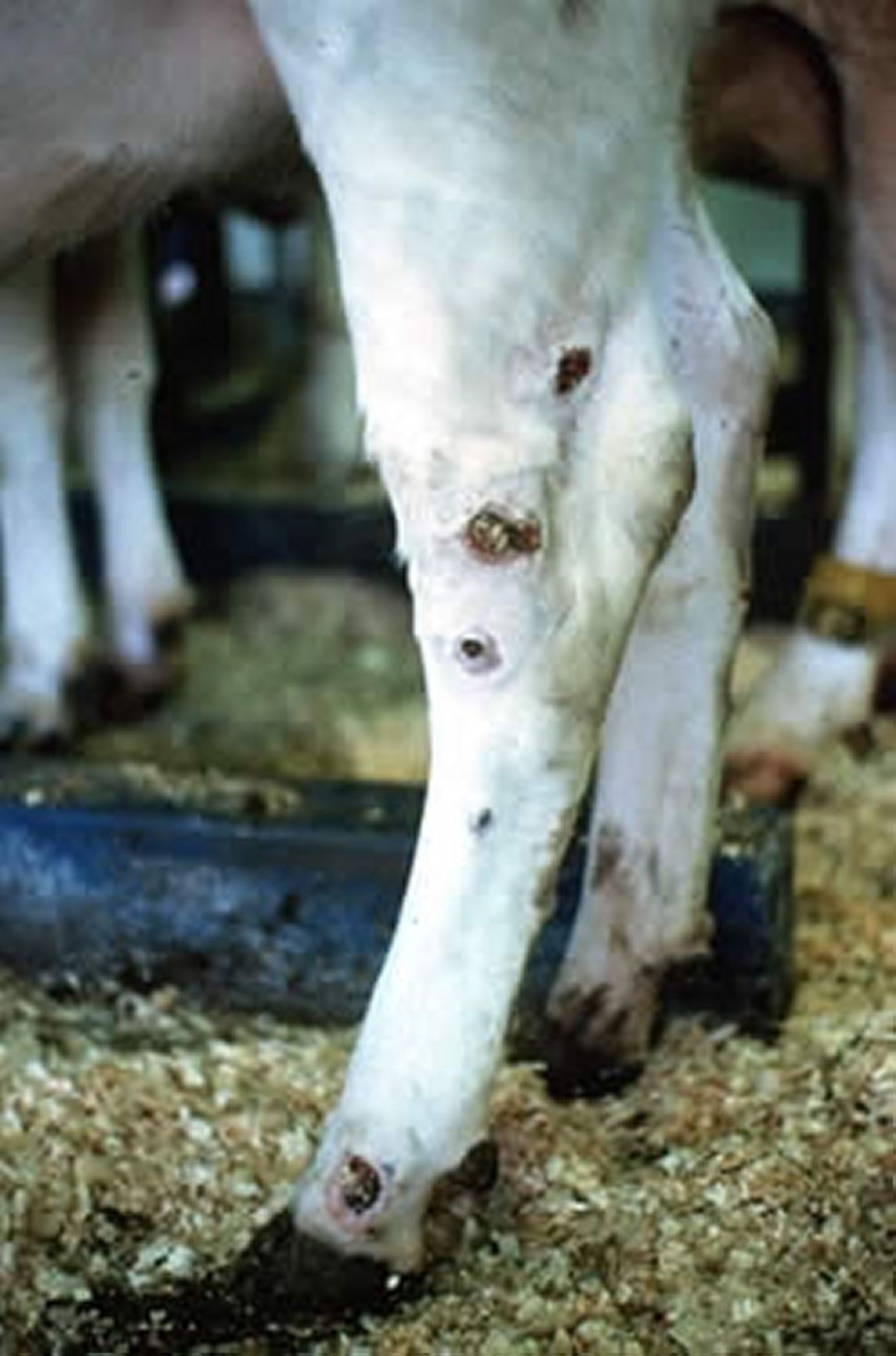 Ulcerative lymphangitis, cow