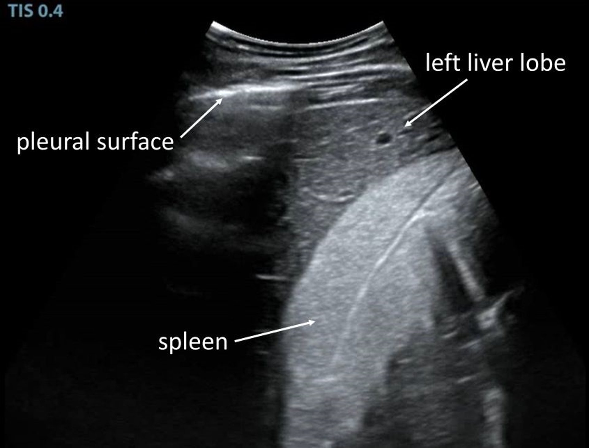 Ultrasonogram, left liver lobe and spleen, horse