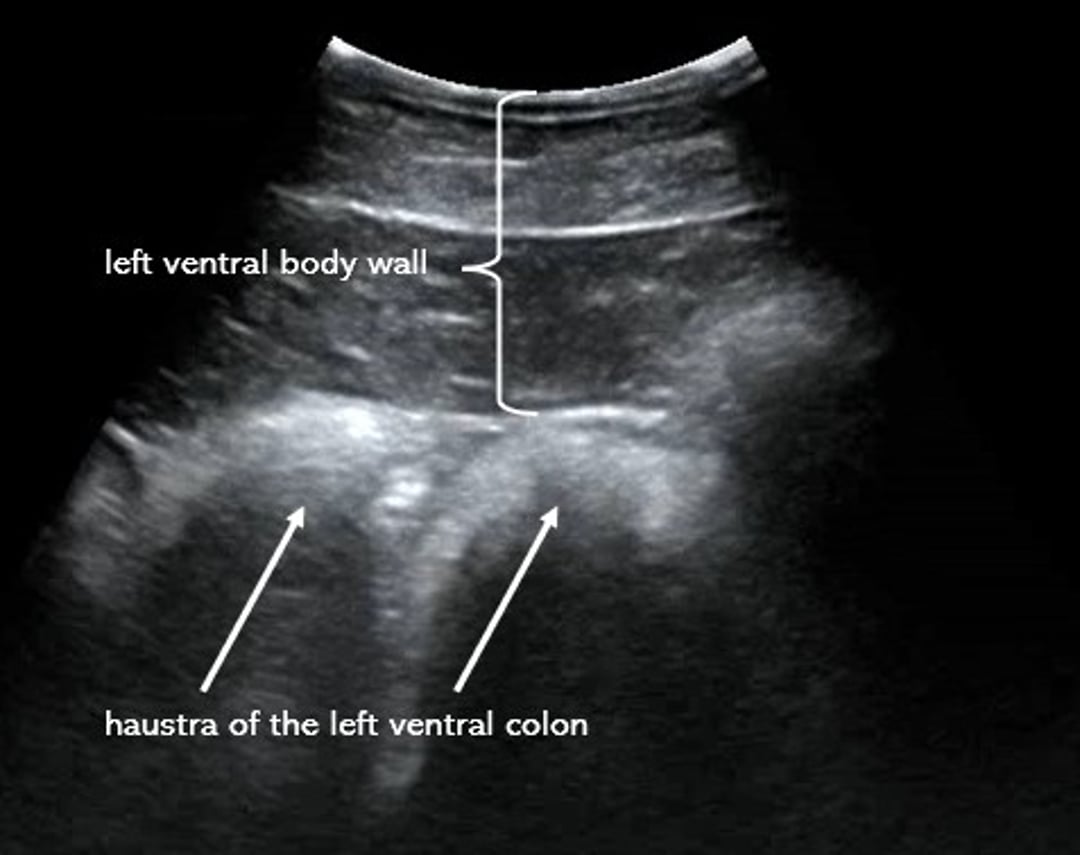 Ecografía, colon ventral izquierdo, caballo