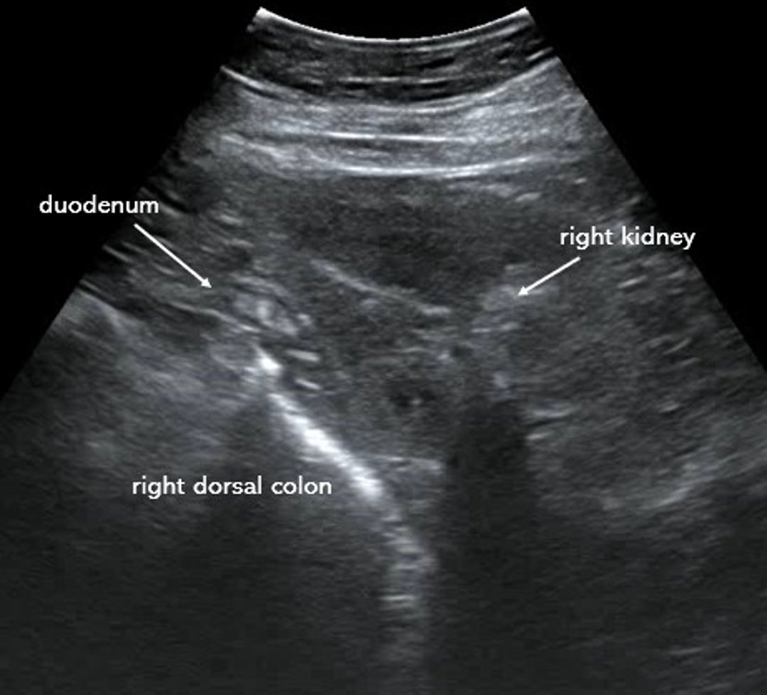 Ultrassonografia, cólon dorsal direito, rim e duodeno, cavalo