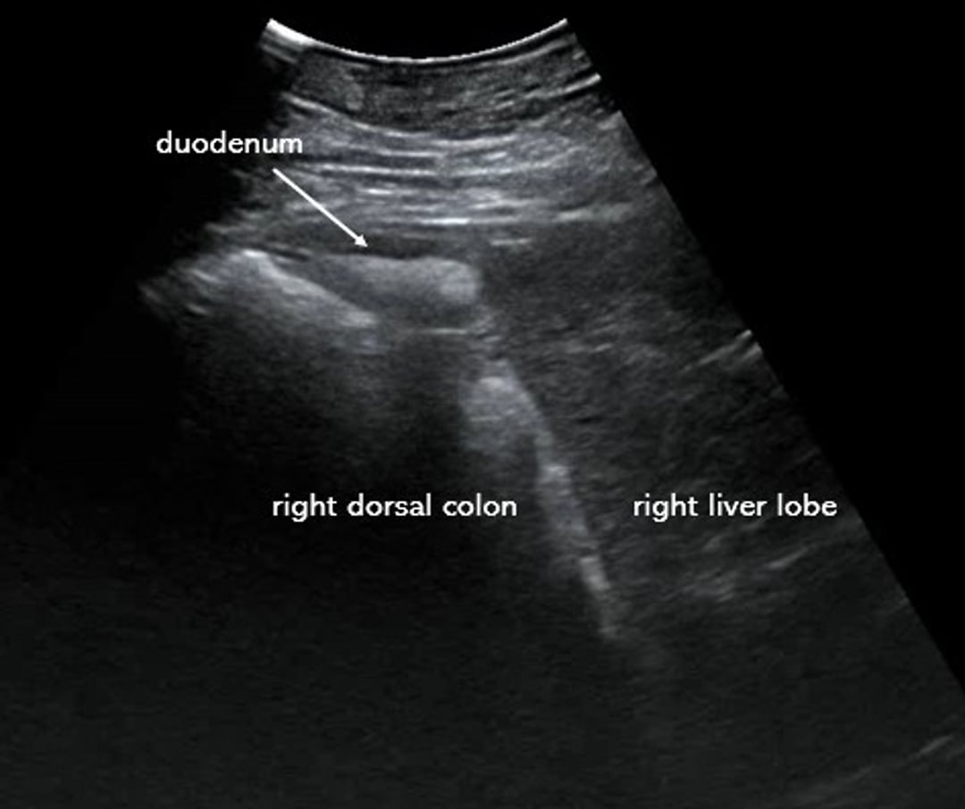 Ultrassonografia, cólon dorsal direito, lobo direito do fígado e duodeno, cavalo