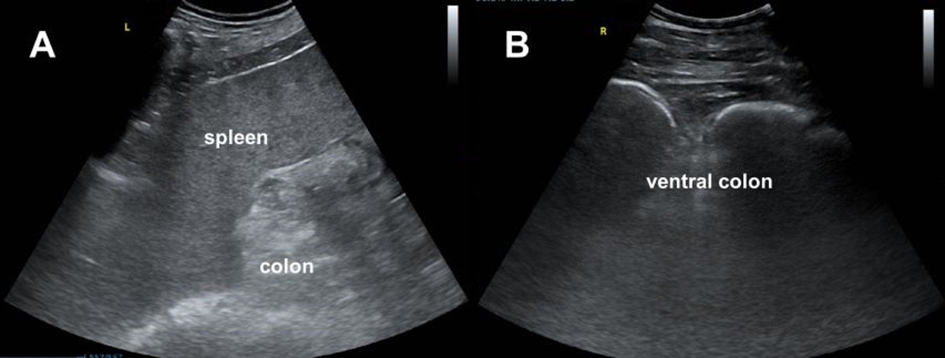 Ultrasonogram, spleen and colon, left dorsal displacement, horse