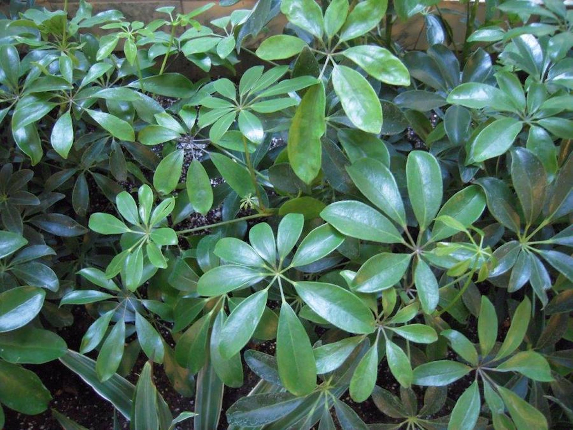 Planta paraguas (<i >Schefflera actinophylla</i>)