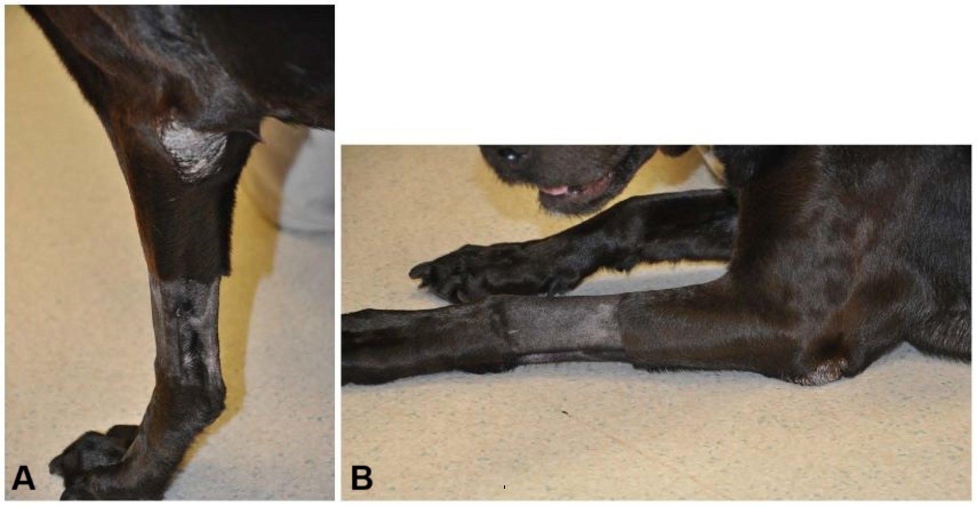 Uncomplicated hygroma, elbow, dog