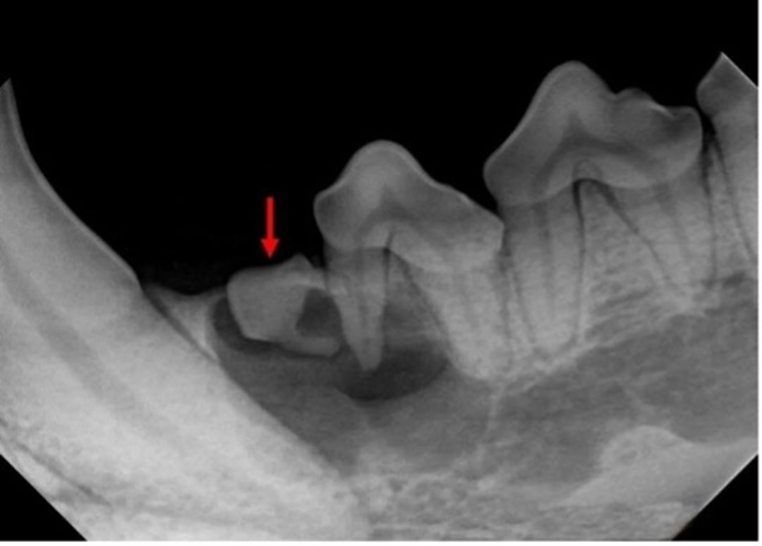 Unerupted premolar, dog