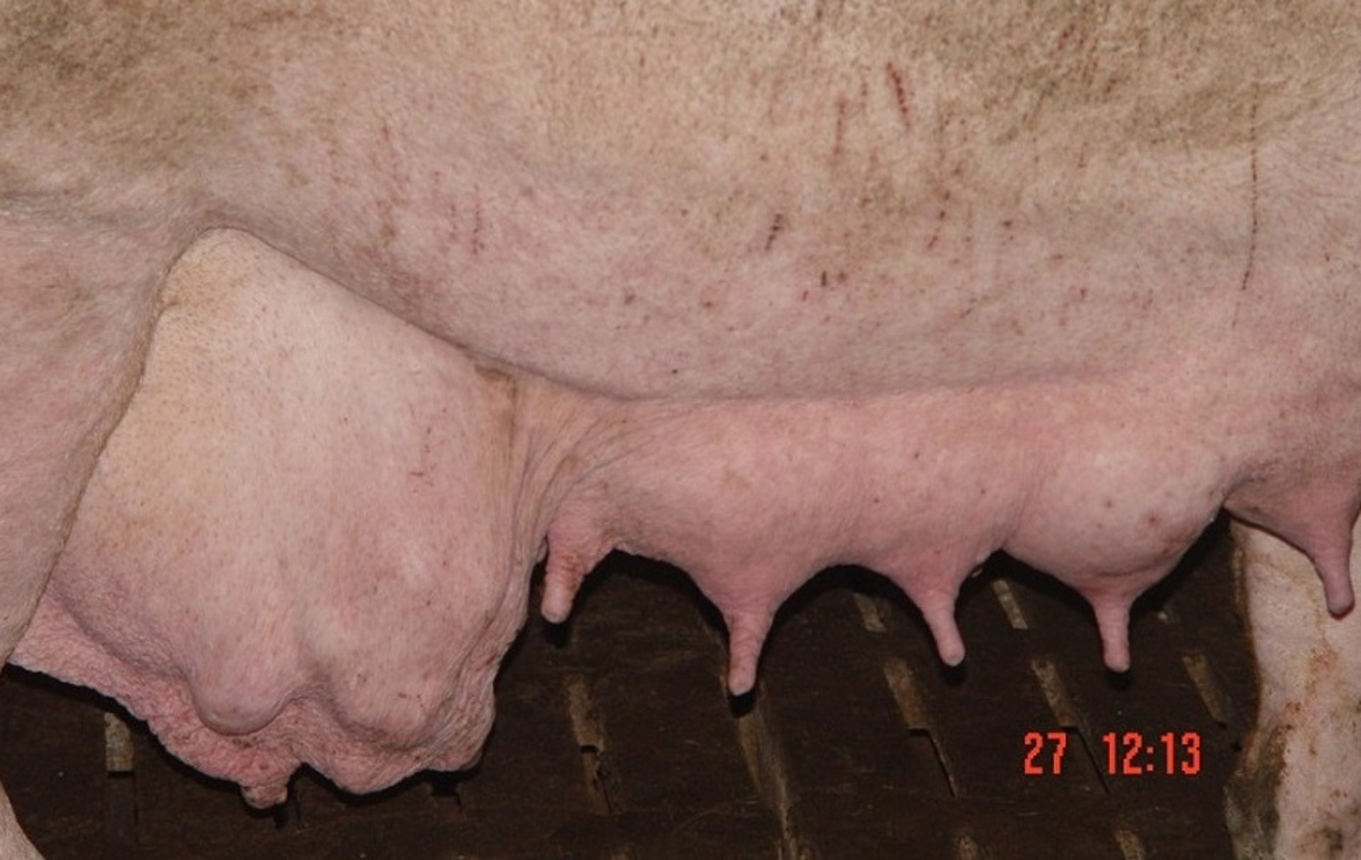 Mastitis uniglandular, cerda