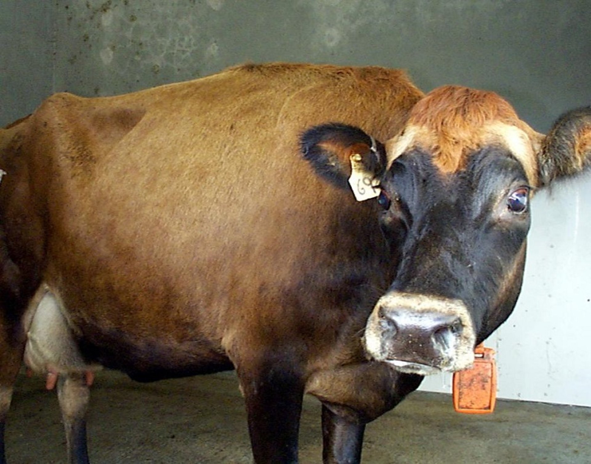 Neumonía unilateral por inhalación, vaca Jersey