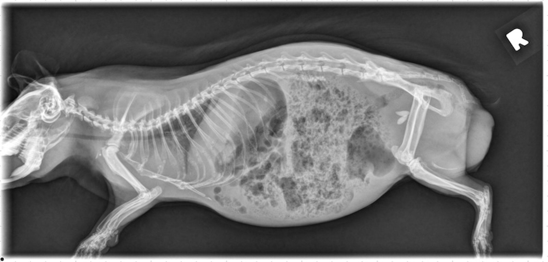 Ureteral stones, guinea pig, lateral radiograph