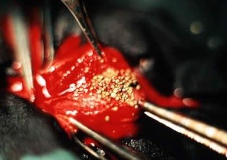 Urethral calculi, Dalmatian