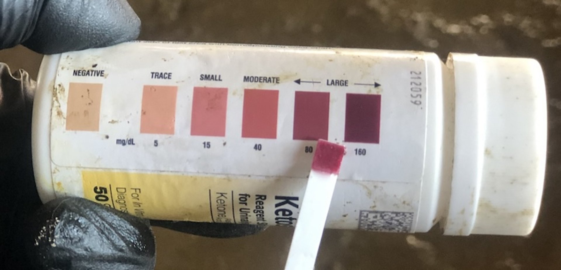 Urine test for hyperketonuria, cow